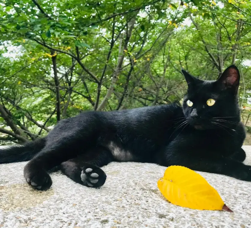 Ken-chan lying on pale stone beneath green summer trees, a single yellow leaf resting beside his paws.