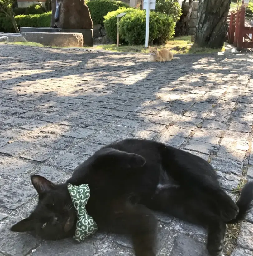 Ken-chan sprawled on sunlit cobblestones wearing a green patterned bow, with a stone monument and trees behind him.