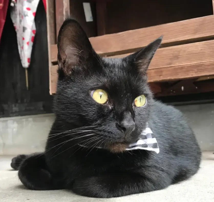Close portrait of Ken-chan lying down, his pale yellow-green eyes wide open and long white whiskers catching the light, a small white bow at his neck.