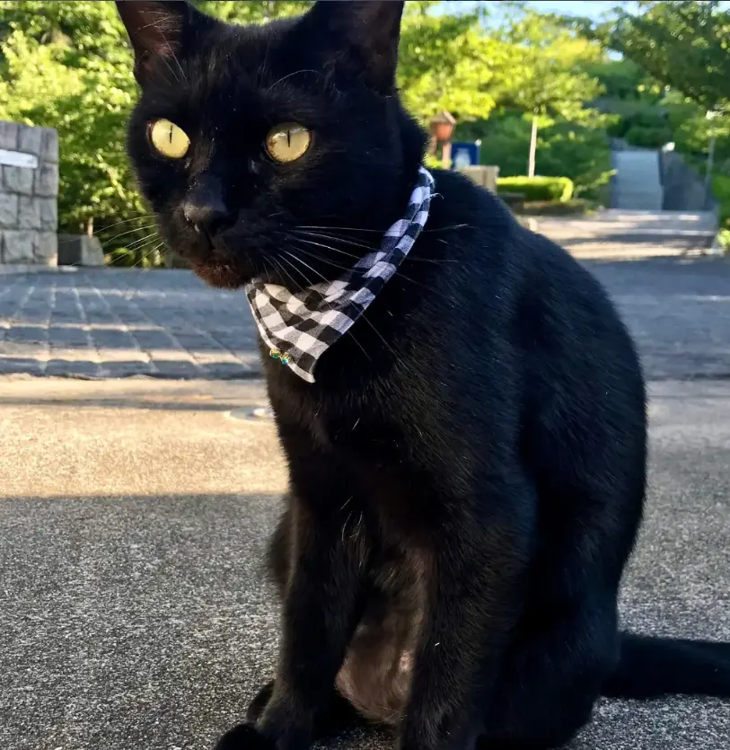 Ken-chan wearing a black and white gingham bow, sitting on a path with green park foliage behind him.