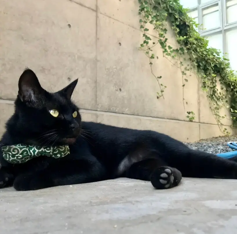 Ken-chan resting against a concrete wall trailed with ivy, wearing a green patterned bow, one front paw stretched forward.