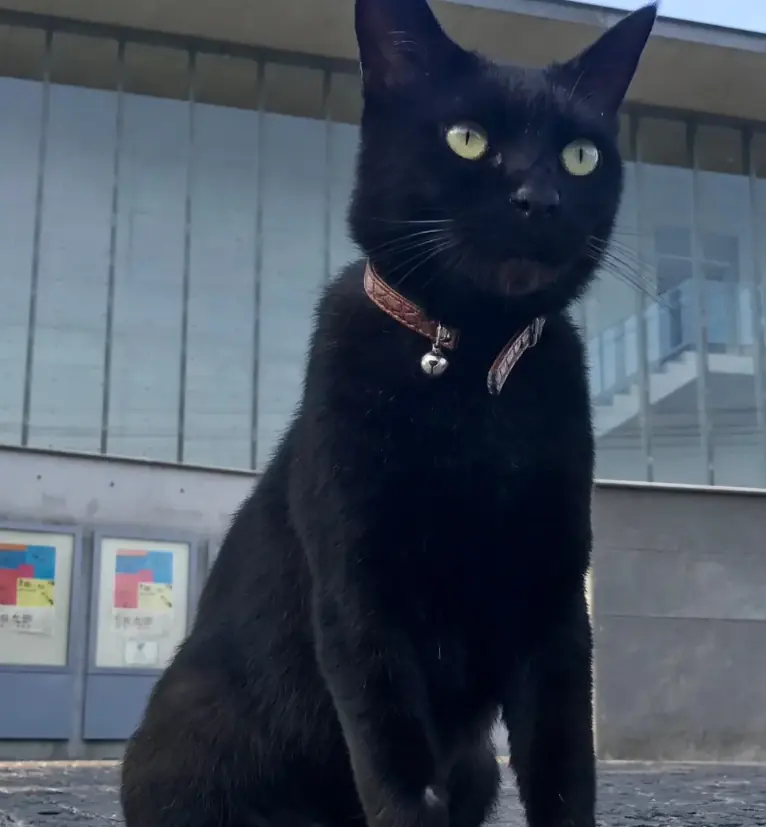 Ken-chan sits upright on the pavement outside the Onomichi City Museum of Art, wearing a patterned collar with a small gold bell, the museum's glass facade and exhibition posters behind him.