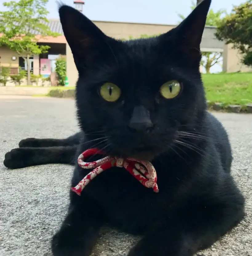 Ken-chan sitting on warm asphalt in a red and white patterned scarf, looking straight at the camera with bright yellow-green eyes.
