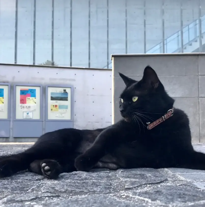Ken-chan lies stretched out on the stone pavement in front of the museum's concrete wall and exhibition posters, wearing a brown leather collar.
