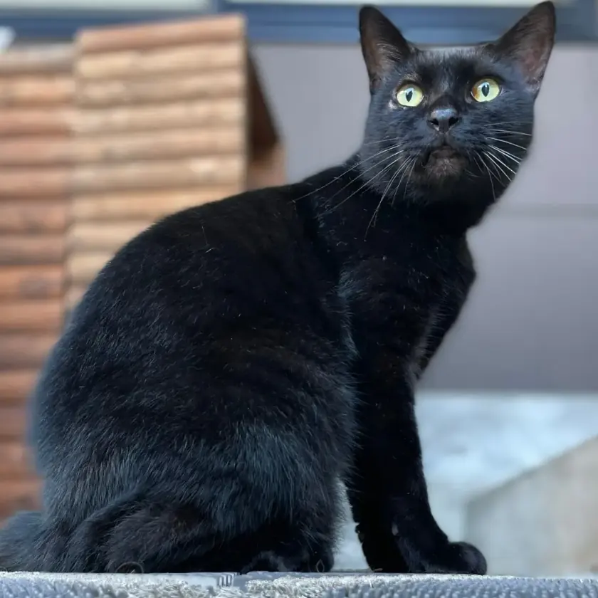 Ken-chan sitting on a ledge in front of terracotta roof tiles, his glossy black coat and tall pointed ears in sharp profile as he looks over his shoulder.